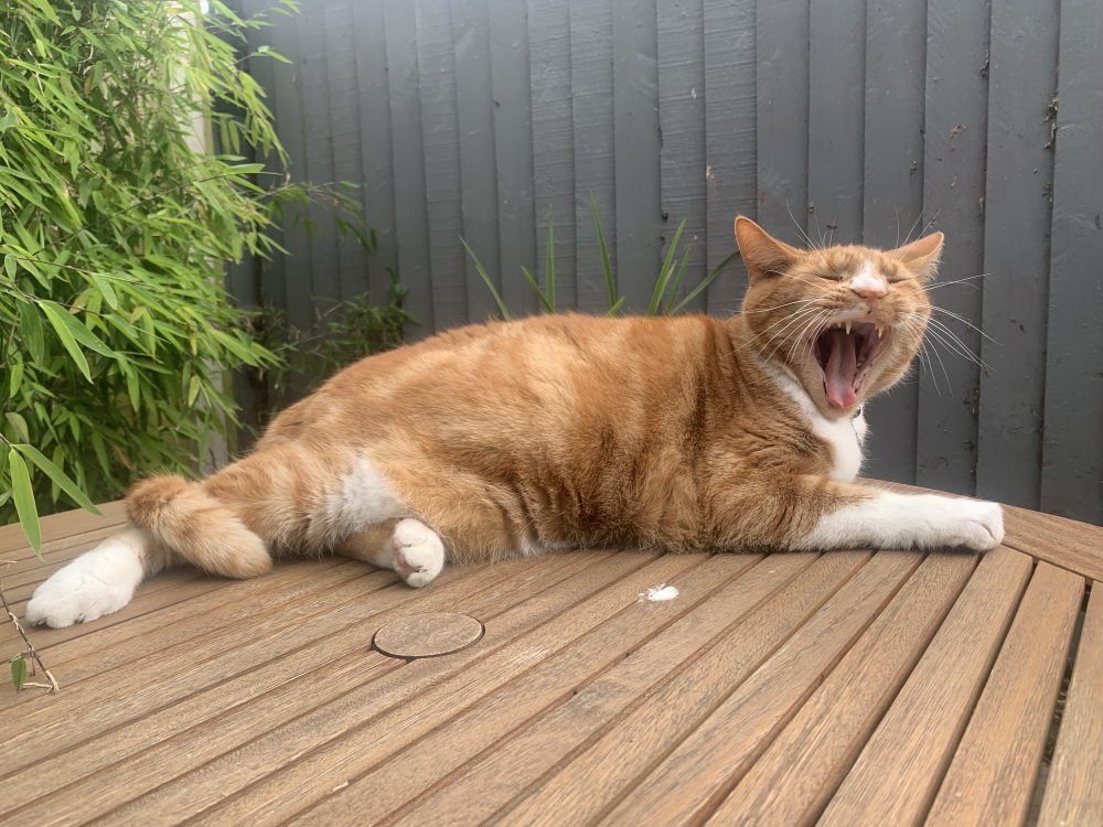 Biscuit, an orange cat, is yawning… or is he roaring? (Deffo a yawn)