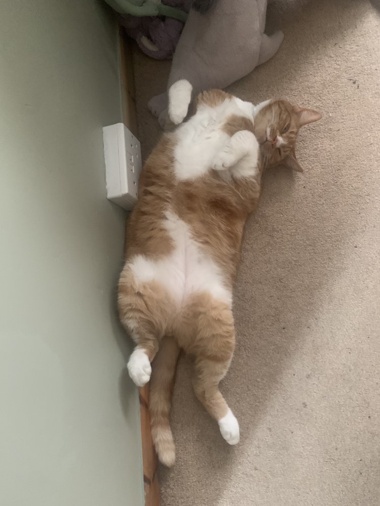 Biscuit showing his fluffy belly