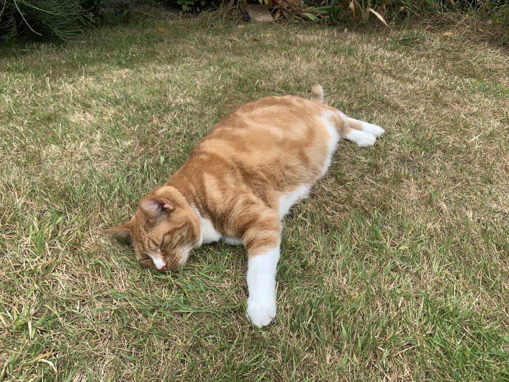 Biscuit the cat asleep on the grass