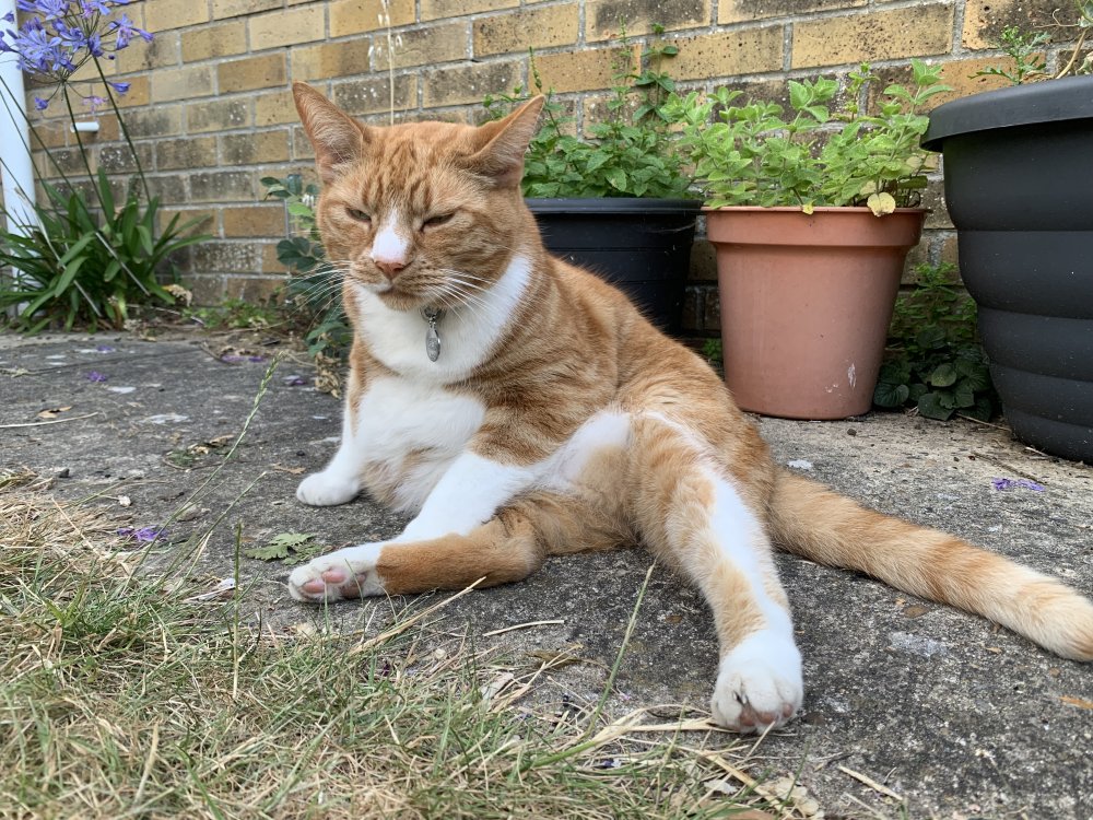 My chonky boy 