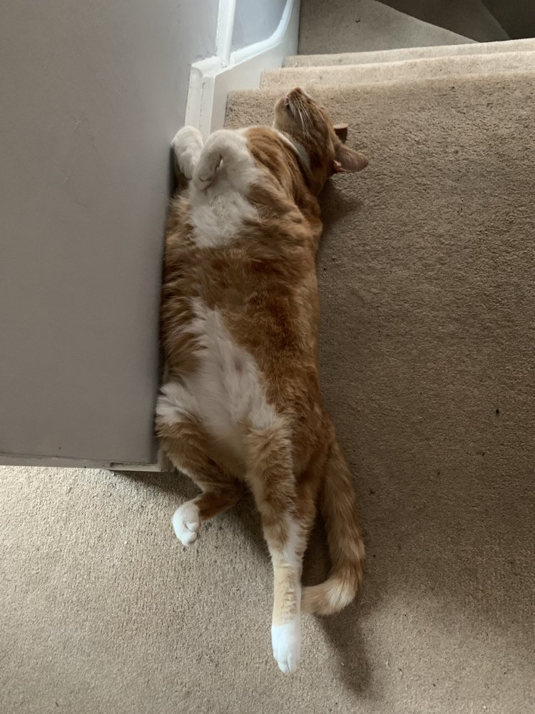 Biscuit, my ginger cat, sleeping on his back