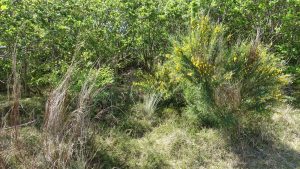 Some lovely greenery, which includes all different kinds of grass