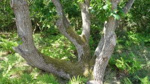 A gorgeous tree that's covered in moss