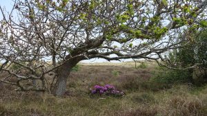 A bent over tree with purple flowers beneath it