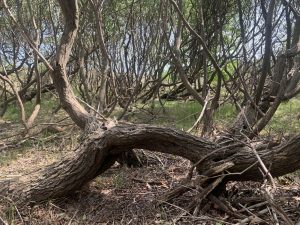 A willow tree with a bent over branch. I sit there and record my podcast.